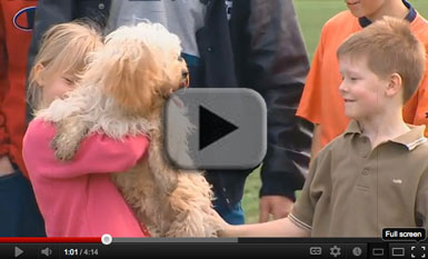 Cavoodle Cross Maltese