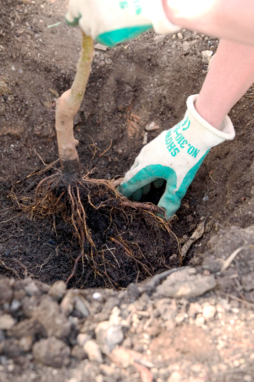 Don s Tips Myth Of The Tap Root Burke s Backyard