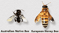 Native Bees  Burke\u002639;s Backyard