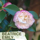 Sasanqua Camellia Plant of the Week Burke s Backyard