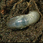 Viewers' Letters - dead lawn/white curl grubs/sick roses/shepherd's pie ...