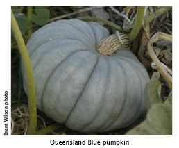 Pumpkin Recipes Burke S Backyard