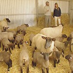 Suffolk Sheep - Burke's Backyard