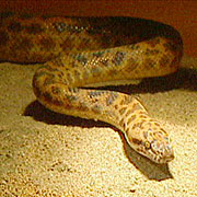 Children's Python - Burke's Backyard