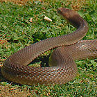 Snake Warning - Burke's Backyard