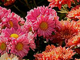 Chrysanthemums - Burke's Backyard
