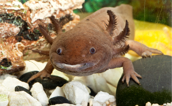 What Do Axolotls Eat? - A-Z Animals