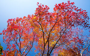 Chinese Tallow Tree - Burke's Backyard