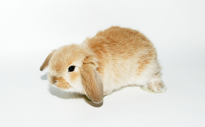 mini lop bunny