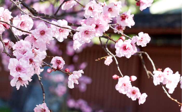 How to grow cherry blossom in Australia