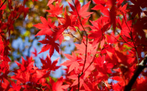 Magic Maple Moment - Burke's Backyard