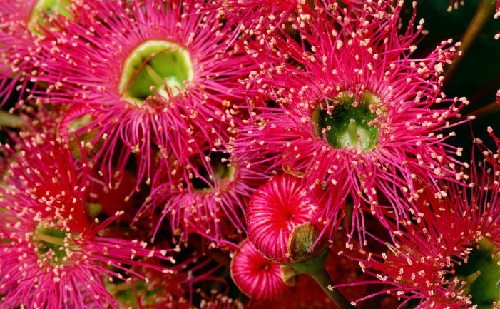 Red-flowering Gums - Burke's Backyard