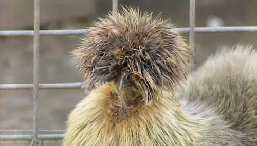 Chinese Silkie Chicken Burke S Backyard   Screen Shot 2014 09 03 At 2.06.28 Pm E1423104615309 