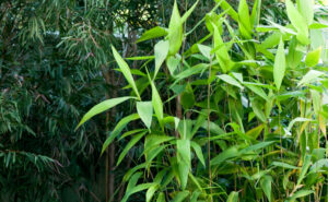 grasses burkesbackyard