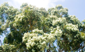 Top Ten Gum Trees - Burke's Backyard