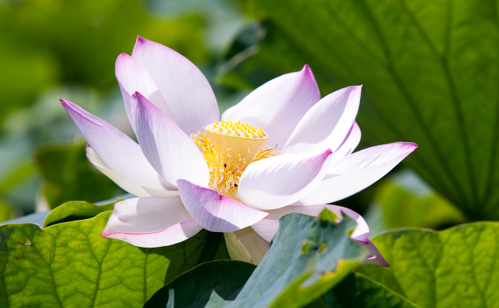 Water Plants - Lotus - Burke's Backyard