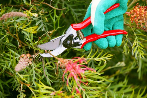 Don’s Tips: Pruning Grevilleas - Burke's Backyard