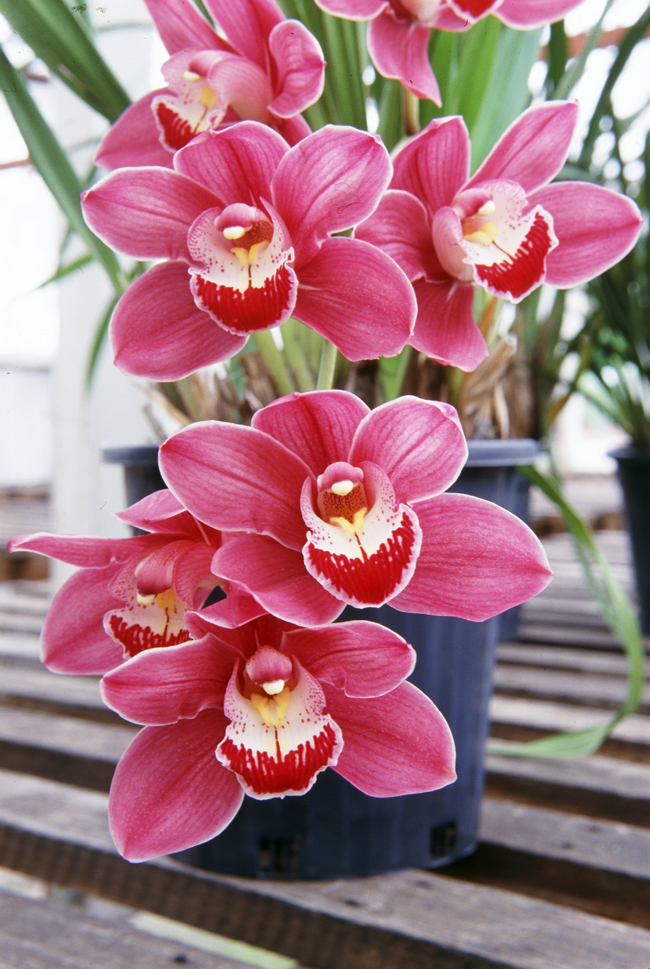 Orchids Fact Sheet - Burke's Backyard