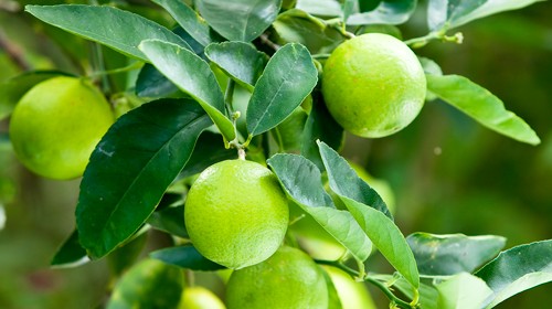 Best Backyard Citrus Care - Burke's Backyard