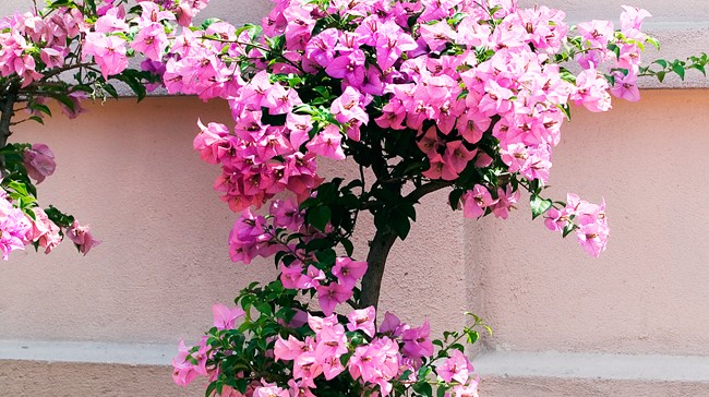 MALAYSIA OLD CHINESE MANS GARDEN PINK POTTED BOUGAINVILLEA AGAINST PINK WALL 6B1T2550 650x364