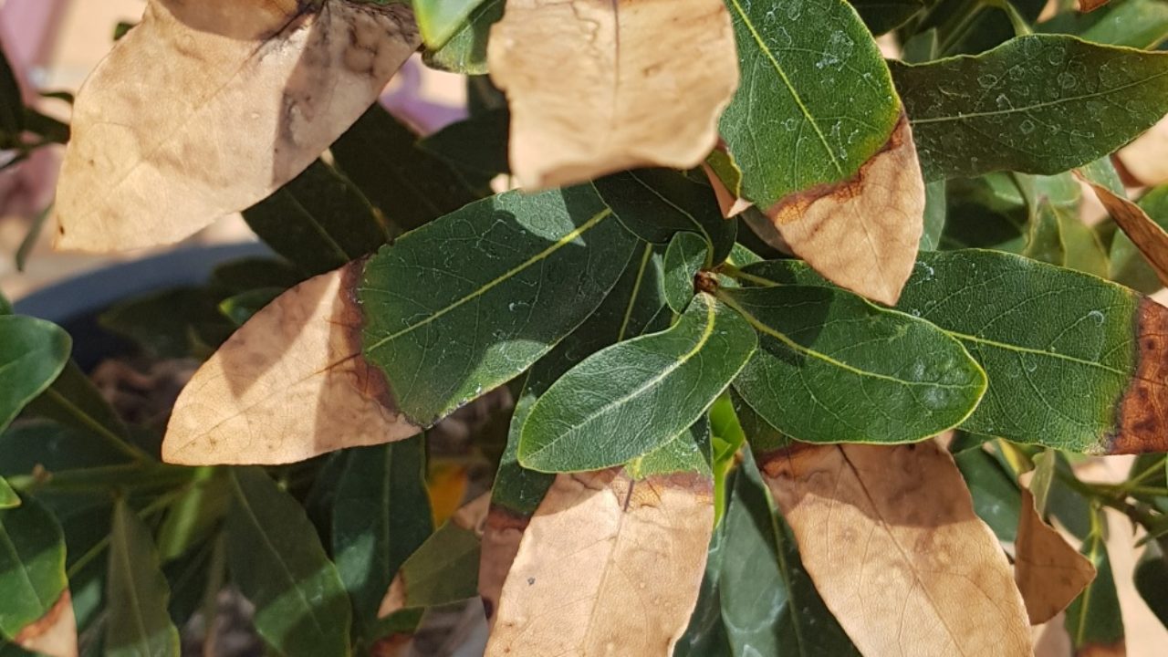 Don S Expert Answers Bay Tree With The Leaves Dying Very Slowly From Tip To Base Of Leaf Burke S Backyard